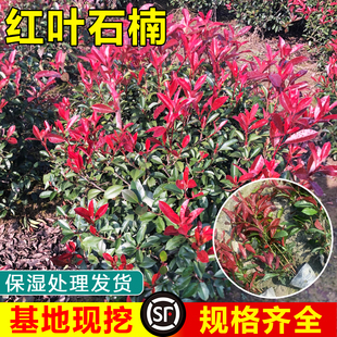 红叶石楠树苗篱笆苗四季常青室外庭院花园工程绿化苗木花卉绿植物
