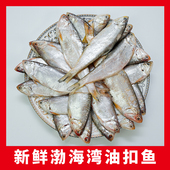 油扣鱼新鲜冷冻渤海湾小海鲜黄尖子毛扣海马口鱼香煎油炸黄鲫鱼