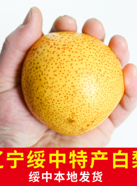 正宗绥中白梨精品大果25年当季新鲜采摘薄皮新果产地直销东北辽宁