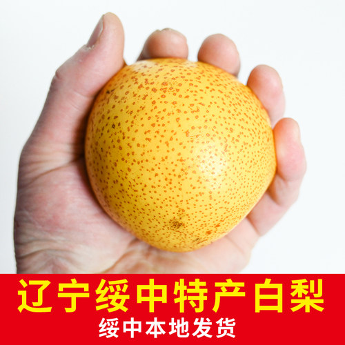 绥中白梨皮薄汁多葫芦岛特产水果