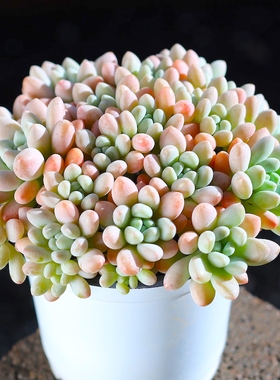 洛可可多肉植物小老桩稀有品种室内拼盘大株贵货盆景多肉植物