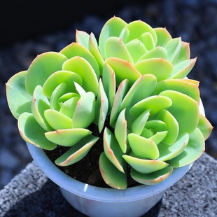 碧桃多肉植物大群生多头盆栽多肉老桩绿植花卉室内云南直发