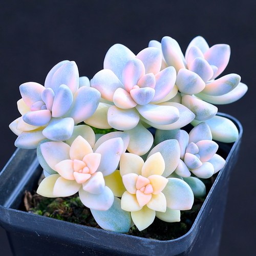 美杏锦云南直发稀有品种多肉植物