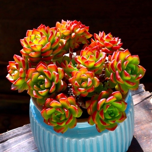 大颗多肉植物火焰蒂亚老桩阳台室内网红肉肉植物花卉多肉盆栽绿植