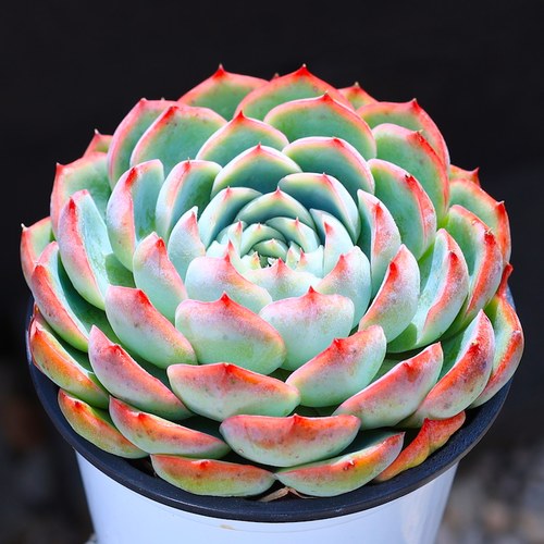 侧影净化空气多肉植物办公桌云南