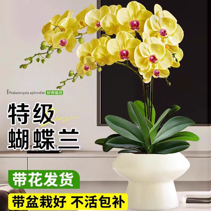蝴蝶兰带花盆栽室内阳台客厅四季好养花卉绿植净化空气植物剑兰花,鲜花速递/花卉仿真/绿植园艺,时令草本花卉,淘宝优惠券,粉丝福利购,淘宝优惠卷