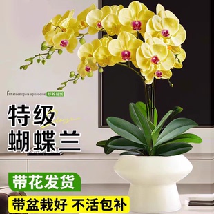 蝴蝶兰带花盆栽室内阳台客厅四季好养花卉绿植净化空气植物剑兰花