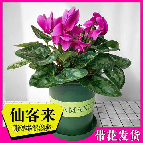 仙客来盆栽草本花卉室内阳台花卉