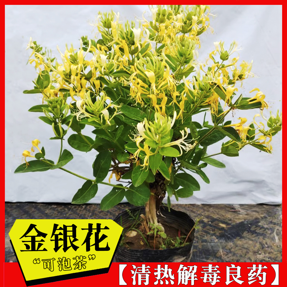 金银花树苗可食用的药用爬藤盆栽四季黄白红色金银花盆景