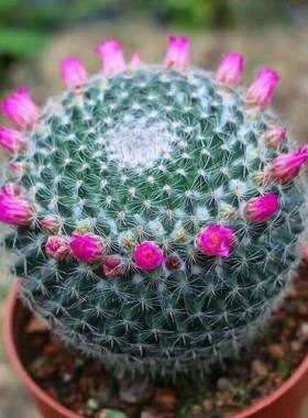 玉翁会开花仙人球四季种植