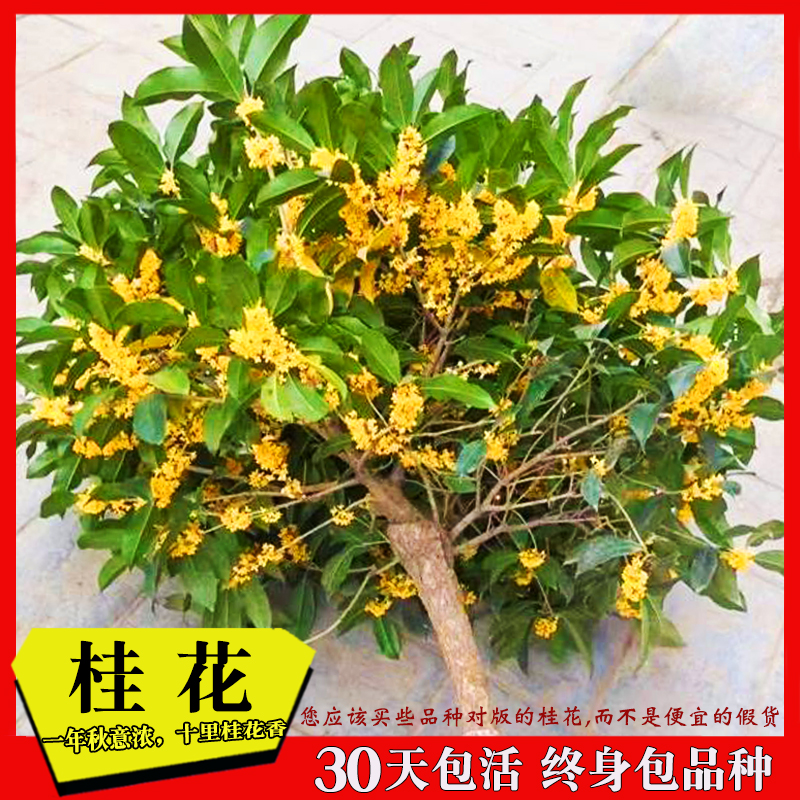 桂花树苗盆栽金桂浓香型花卉嫁接八月日香室内好养易活四季开花