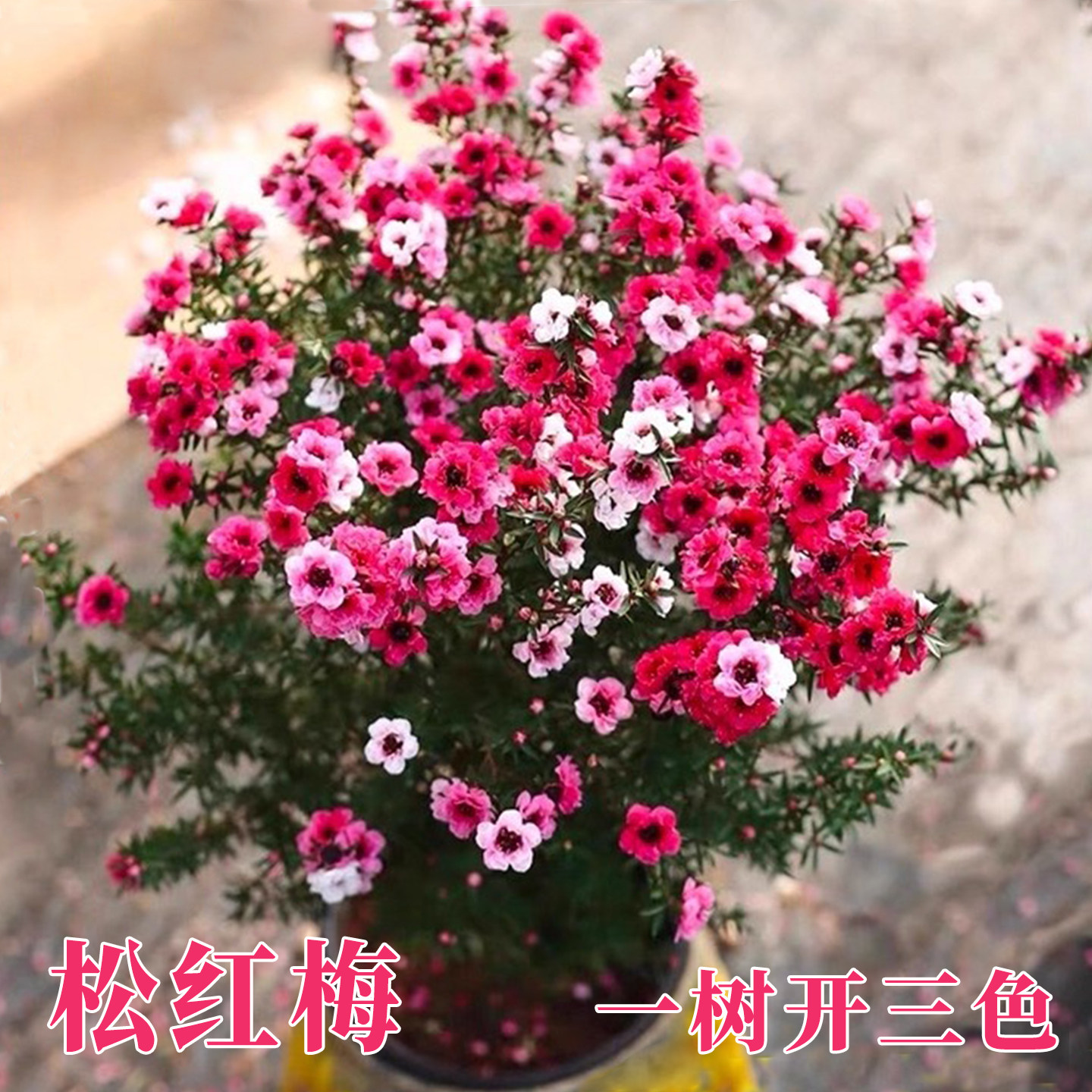 松红梅盆栽带花三色梅澳洲雪梅花大苗一树多色耐寒绿植好养花卉图片