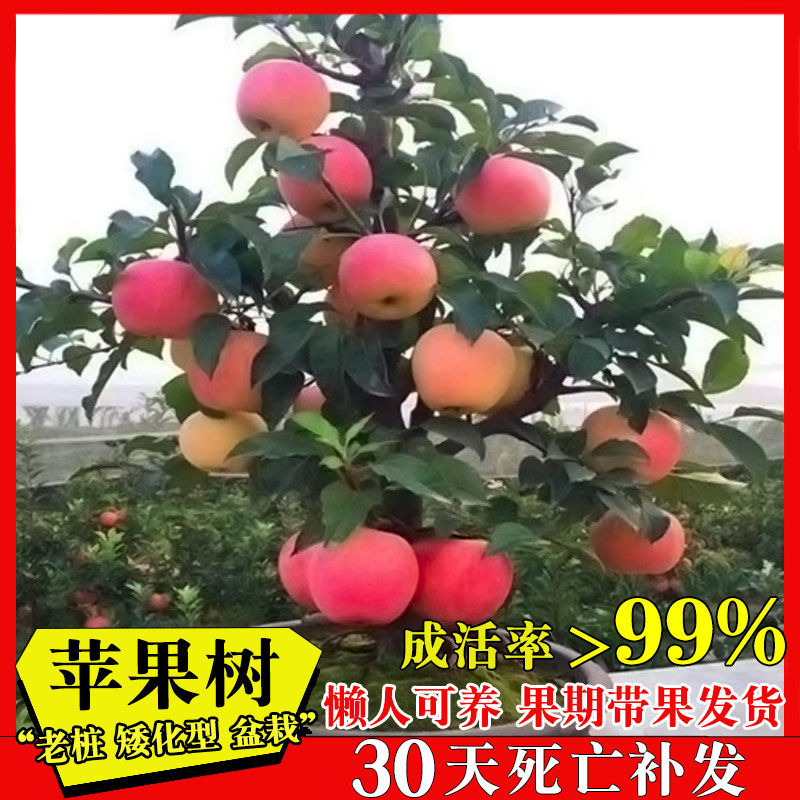 矮化苹果盆栽树苗老桩盆景带果发货嫁接苗果苗南北方室内客厅阳台,鲜花速递/花卉仿真/绿植园艺,造型盆景,淘宝优惠券,粉丝福利购,淘宝优惠卷
