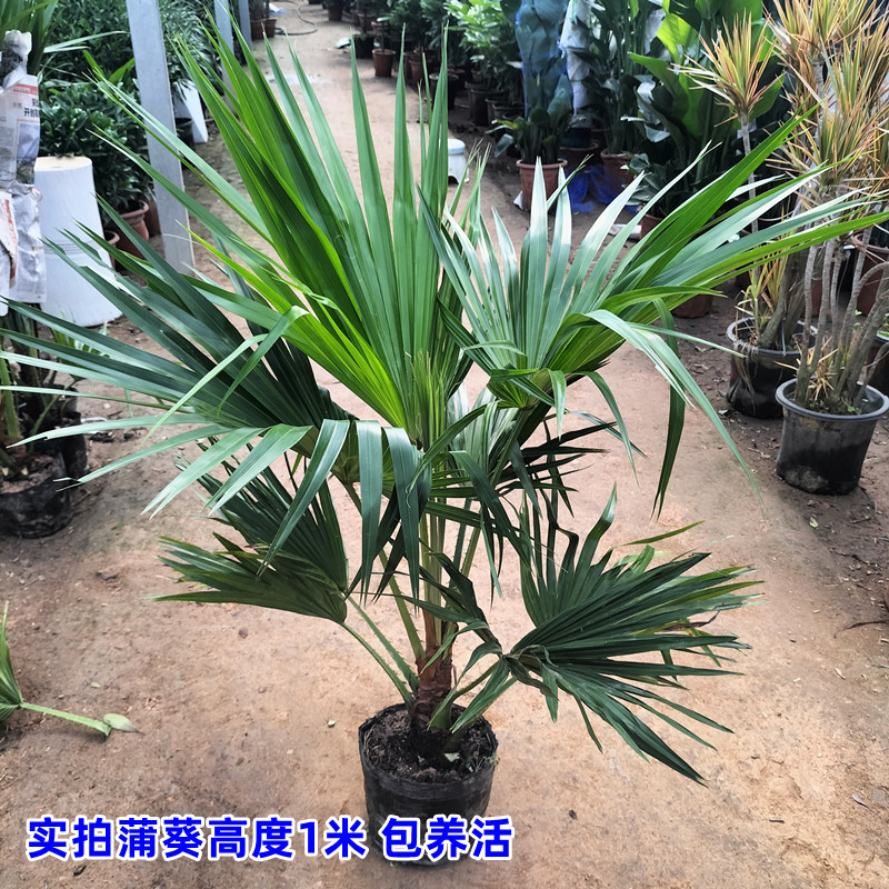 耐寒蒲葵植物棕榈科树扇叶室内外绿植四季长青大型观叶好养活网红
