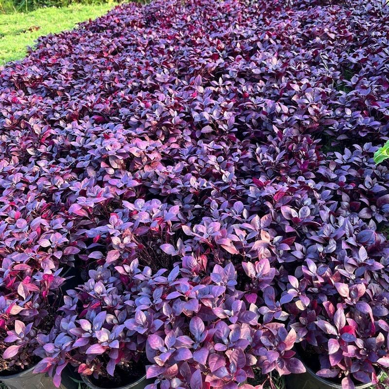 花镜植物紫叶莲子草盆栽阳台庭院绿植多年生宿根花卉耐热耐寒好养