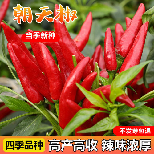 朝天椒种子芽率高产量高