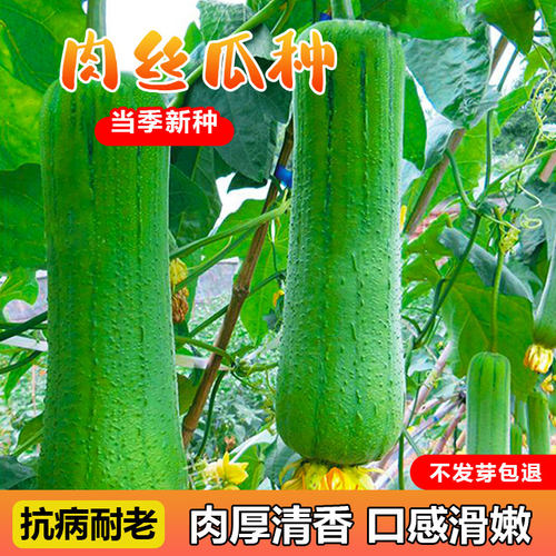 肉丝瓜种子商品性好产量高