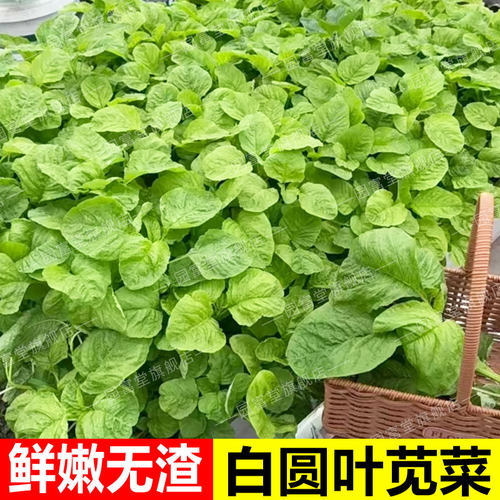 满身红圆叶苋菜种子四季大田种植