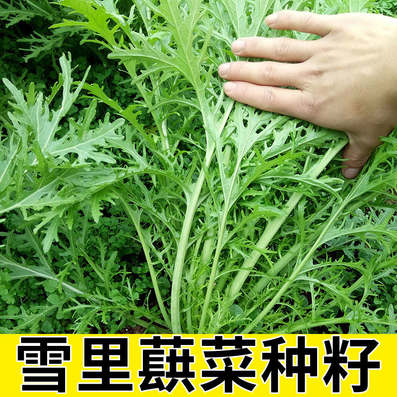 雪里红菜籽雪里蕻菜种籽青菜种籽大全阳台盆栽秋后种的蔬菜种子