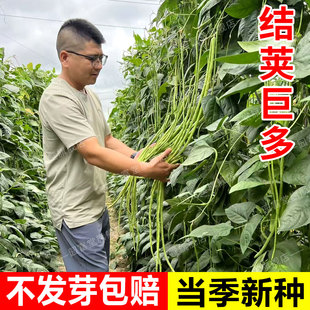 长豆角种子优质高产压塌架豇豆白不老春秋四季豆无架豆豆角种籽