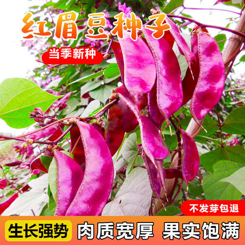 全红扁豆种子商品性好芽率高