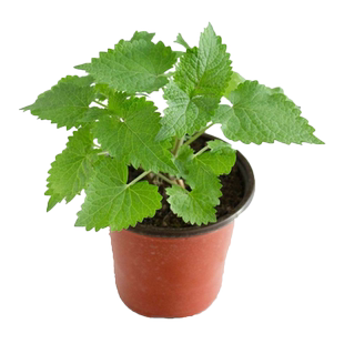 藿香种子菜籽种大全四季野菜青菜阳台盆栽农家蔬菜种子种孑