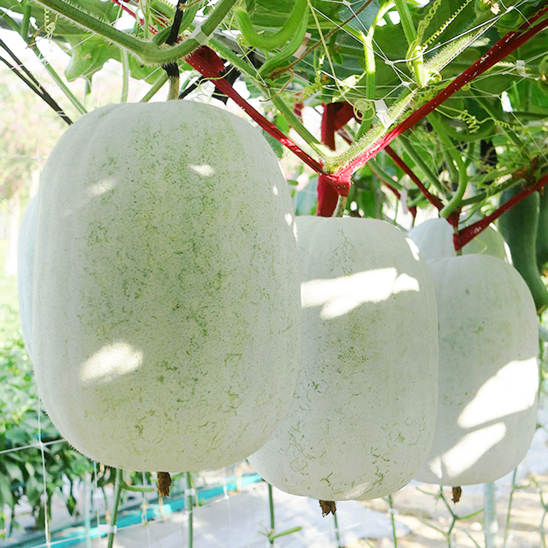 白皮冬瓜种子四季粉皮迷你小冬瓜种籽春季盆栽庭院种植蔬菜种子