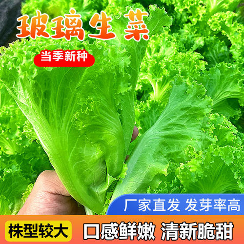 玻璃生菜种子原厂包装脆甜可口