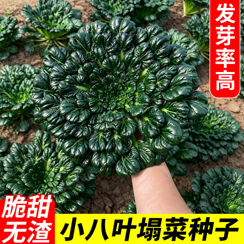 小八叶塌菜种子正宗上海乌塌菜耐寒塌地黑菜菊花菜种籽越冬蔬菜种
