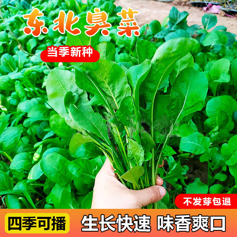 东北臭菜种籽芝麻香菜青菜种籽大全四季秋后菜种子秋冬过年种孑