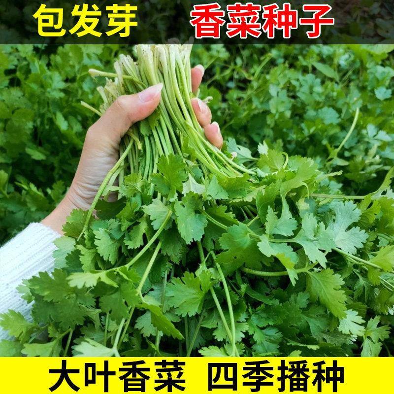 香菜籽种四季种孑大种植盆青菜种籽大全芫荽秋后菜种子阳台盆栽