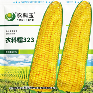 早熟高产糯玉米种籽黄糯玉米种子官方旗舰店春夏四季香糯黏玉米种