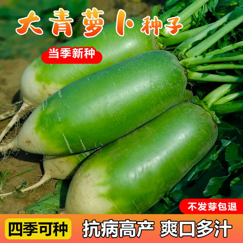 萝卜种子商品性好脆甜多汁