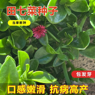 田七种子三七穿心莲种籽特色野菜保健菜阳台盆栽四季春秋蔬菜种子