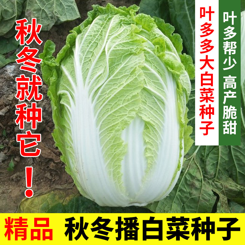 大白菜种子丰抗80天包心紧实耐寒耐储运农家菜园秋冬播白菜种籽子