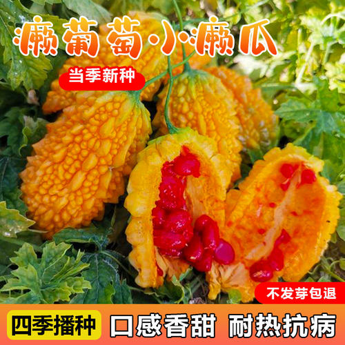 小癞瓜种子口感香甜结果多