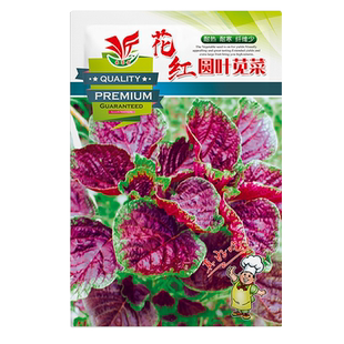 苋菜种籽大全菜籽种四季野菜长寿菜圆叶汉菜种子春秋季苋菜荆芥籽