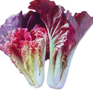 紫色快菜种子紫红色奶油小白菜四季盆栽易种青菜种籽大全春秋菜子