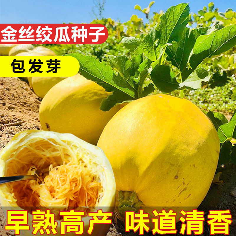 金丝绞瓜种子天然粉丝春夏四季农家庭院凉拌搅瓜种籽黄金角瓜种孑