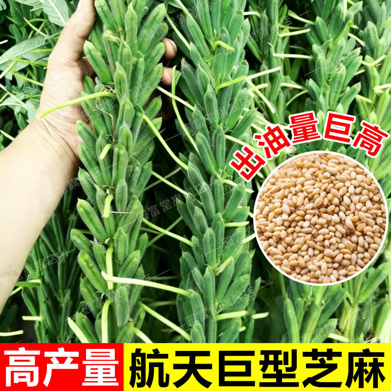 芝麻种子高产高油早熟航天一条鞭白芝麻种子春夏季种植黑芝麻种籽