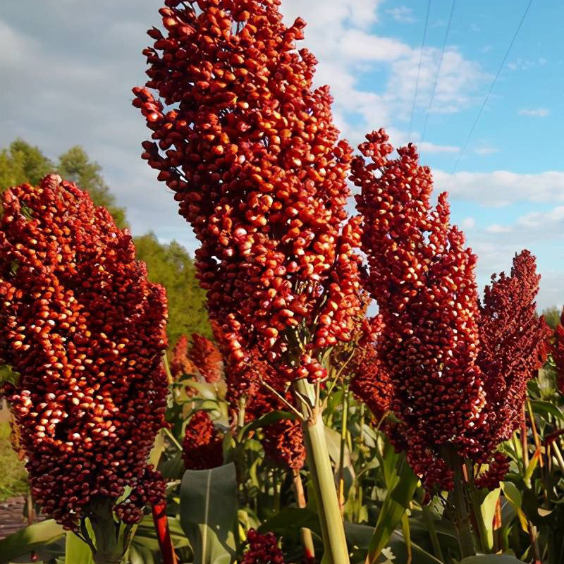 高粱种籽甜杆杂粮种子酿酒扫帚红高粱早熟高产抗旱红缨菜籽种大全