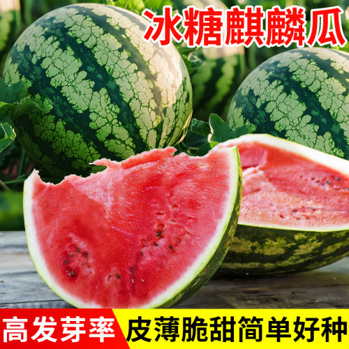 8424西瓜种子芽率高原厂包装