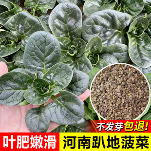 河南趴地菠菜红根种子老品种菠菜种籽春秋季庭院阳台种植耐寒四季