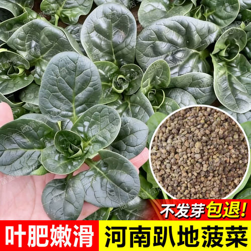 河南老品种红根菠菜种子耐寒