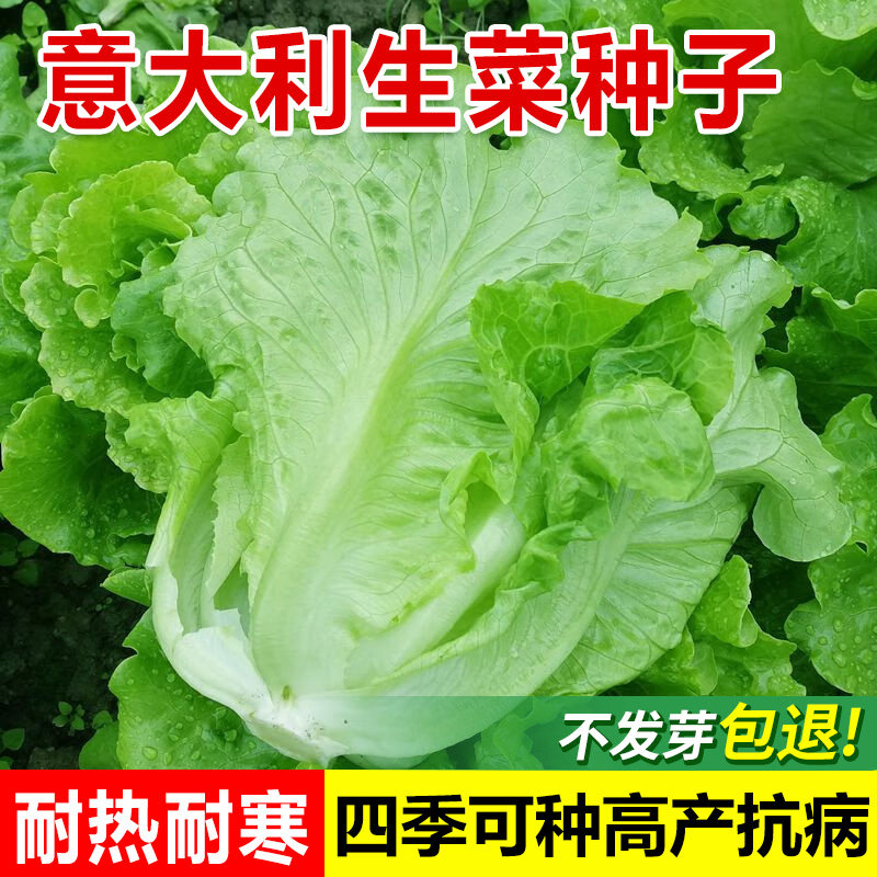 意大利生菜种子耐热耐寒四季播种罗马奶油生菜种孑大全孔雀菜籽种