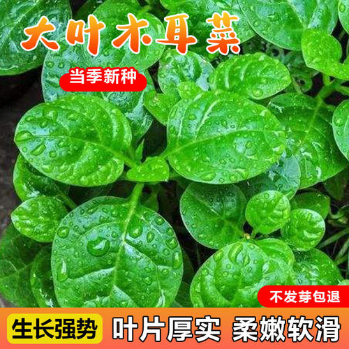 木耳菜种子大叶肥厚嫩绿
