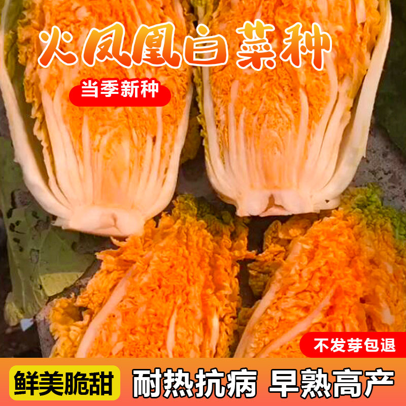 火凤凰白菜种子芽率高产量高图片
