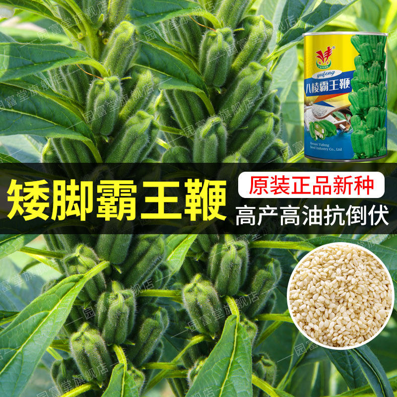 矮脚霸王鞭白芝麻种子高产出油图片