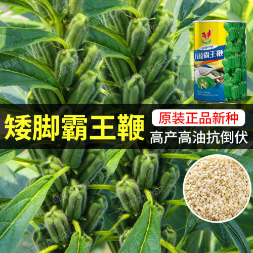 矮脚霸王鞭白芝麻种子高产出油