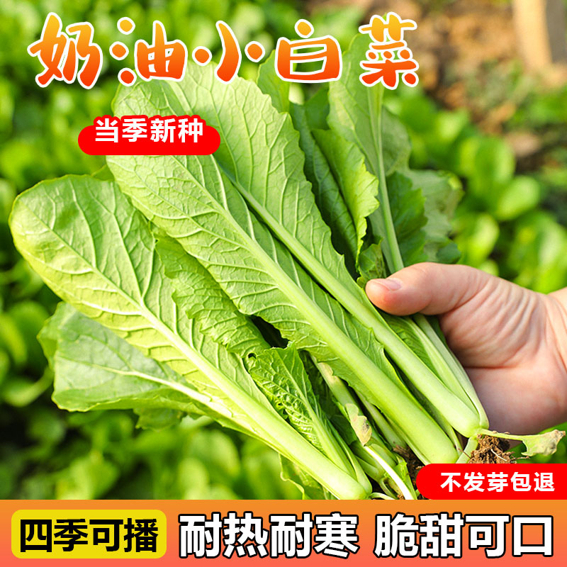奶油小白菜清甜可口脆嫩